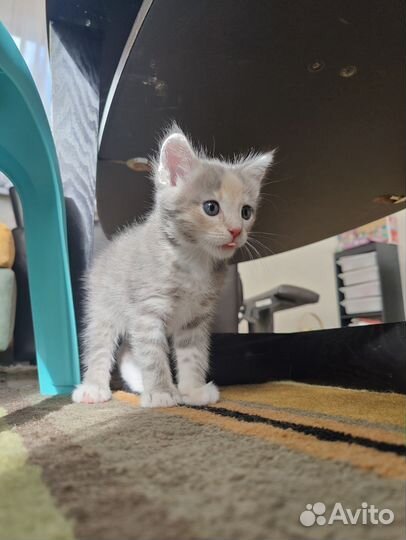 Котенок в добрые руки