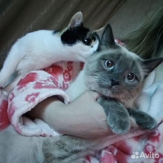Кот в добрые руки