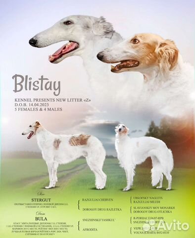 Borzoi olx hot sale