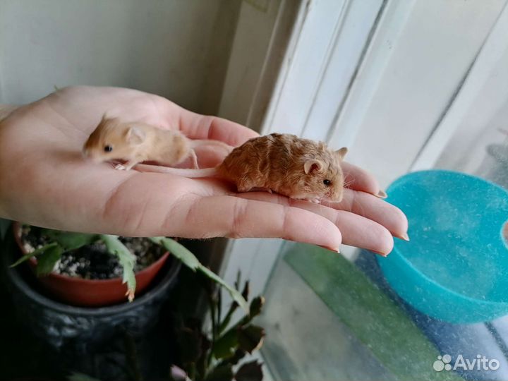 Декоротивные мыши сплешед