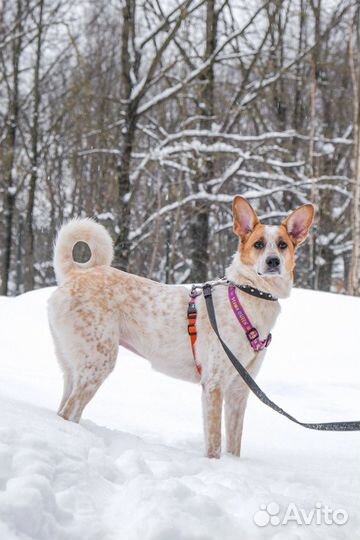 Собака пятнистая бесплатно в дар