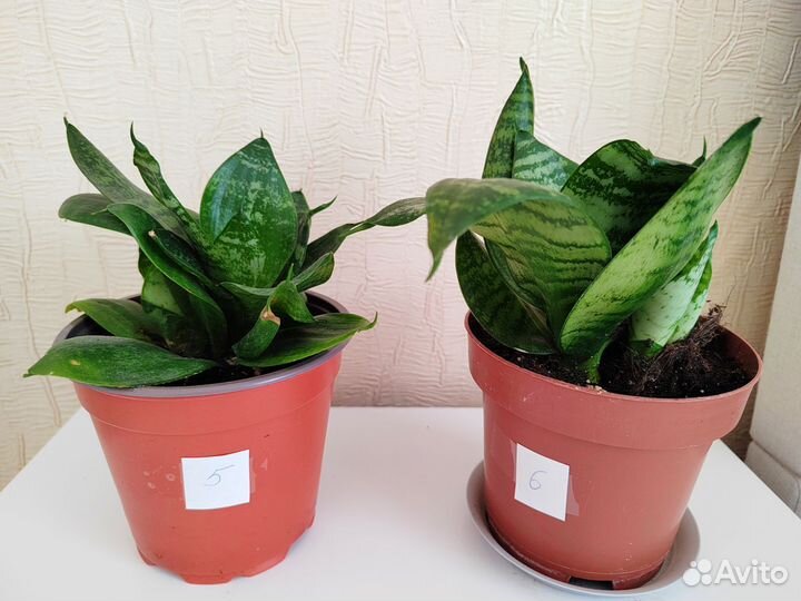 Сансивиерия