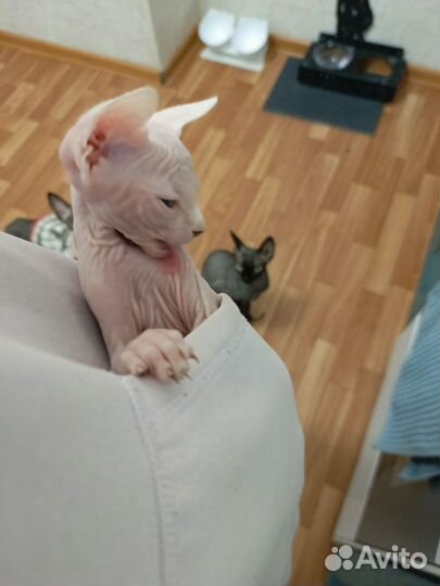Канадский сфинкс котенок