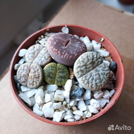 Литопсы и другие суккуленты