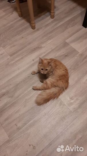 Потеряшка котенок девочка 5-6 мес