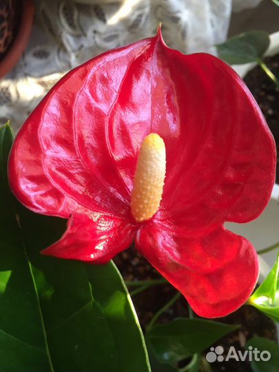 Антуриумы разные сорта