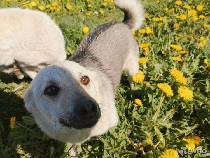 Собаки бесплатно в добрые руки щенки