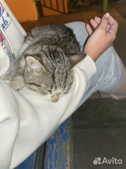 Лаской ручной котенок ищет дом