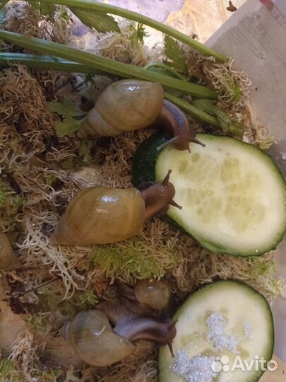 Улитки ахатины