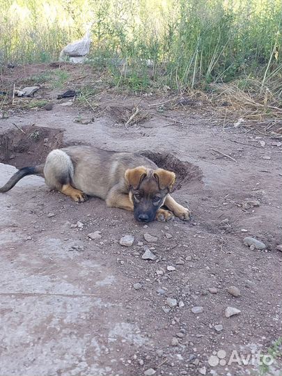 Собака в добрые руки отдам бесплатно
