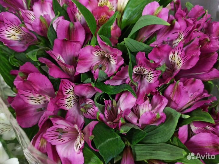 Альстромерия цвета микс