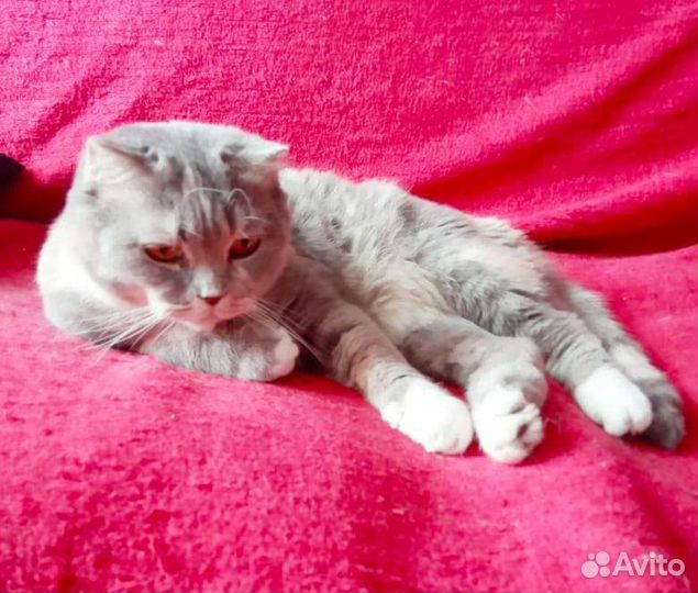 Янтароглазая красавица