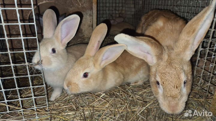 Кролики мясных пород