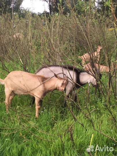 Козочки и козлята
