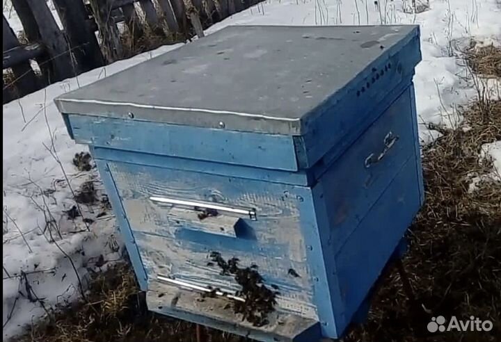 Пчелиные улья