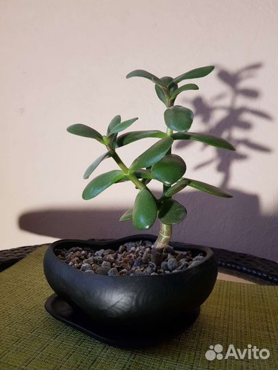 Толстянка бонсай