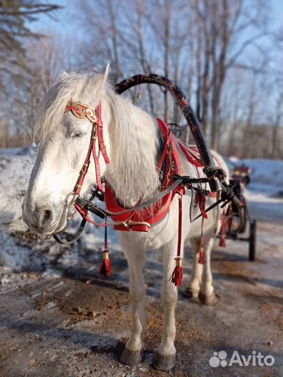 Кобылы тяжеловозные, пони, кареты, тележки, сани
