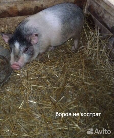 Вьетнамские поросята