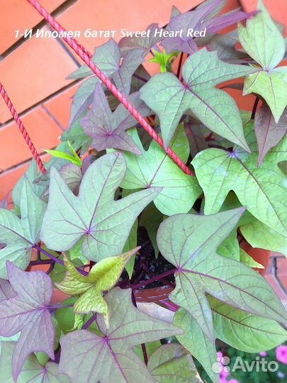 Ипомея батат