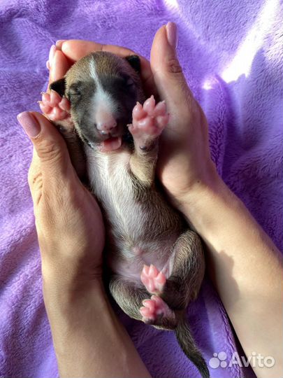 Щенок бультерьера (стандарт)