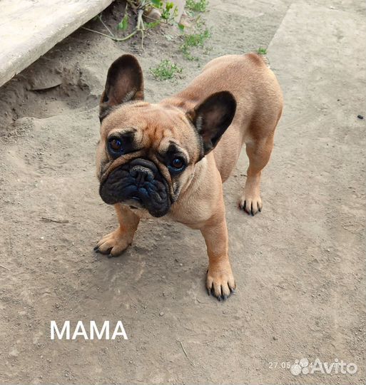 Французский бульдог щенки