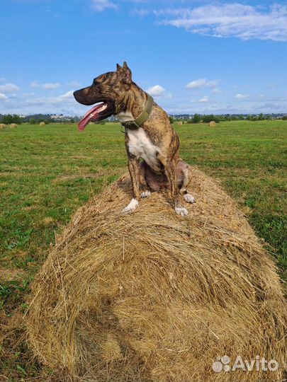 Вязка, случка