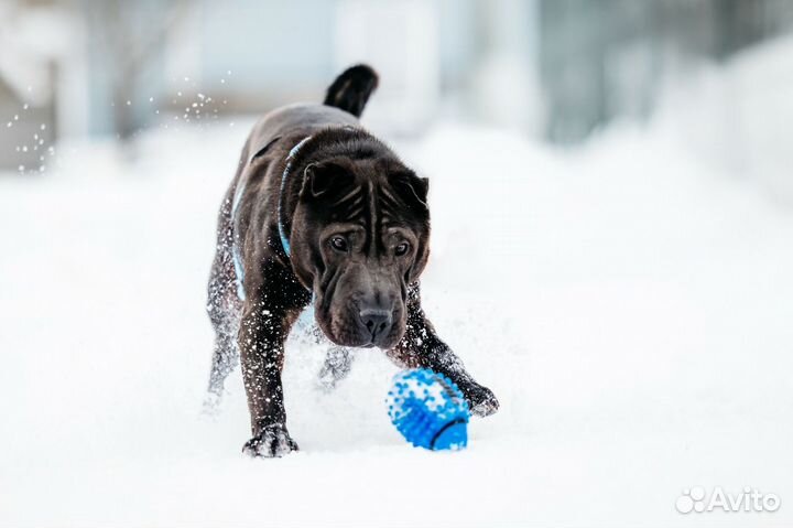 Шарпей Волик