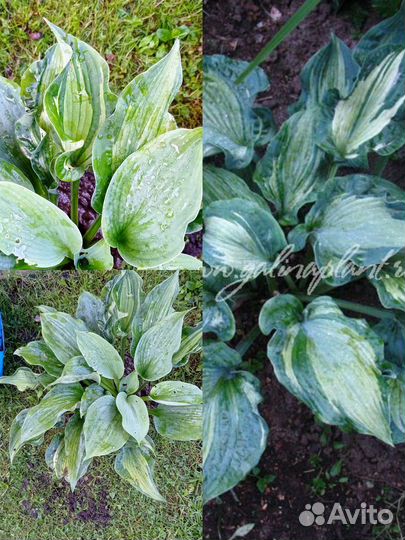 Хосты продаю остатки