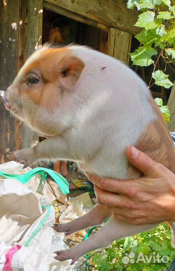 Вьетнамские свиньи покрытые