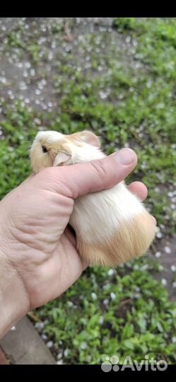 Морская свинка