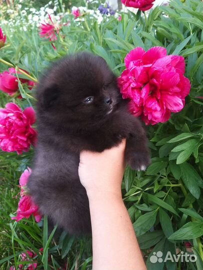 Мишка Блэк мальчик Померанский шпиц