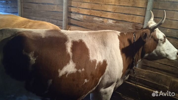 Продается коровы