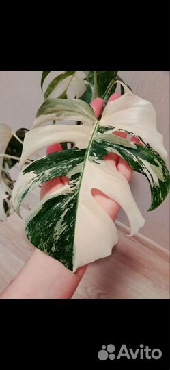 Монстера Альба