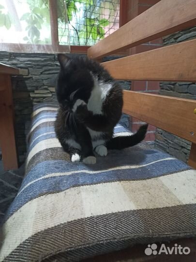 Кот ищет дом