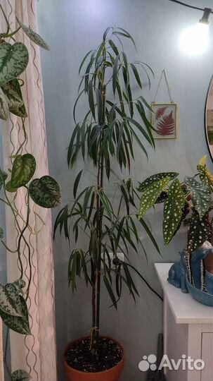 Фикус, Стрелиция