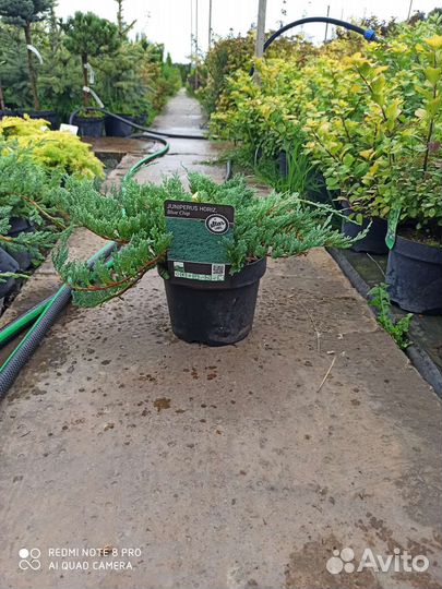 Можжевельник Блю чип