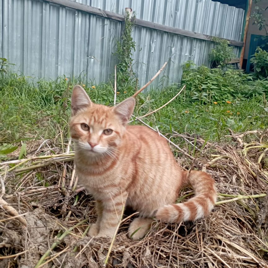 Котики бесплатно в добрые руки