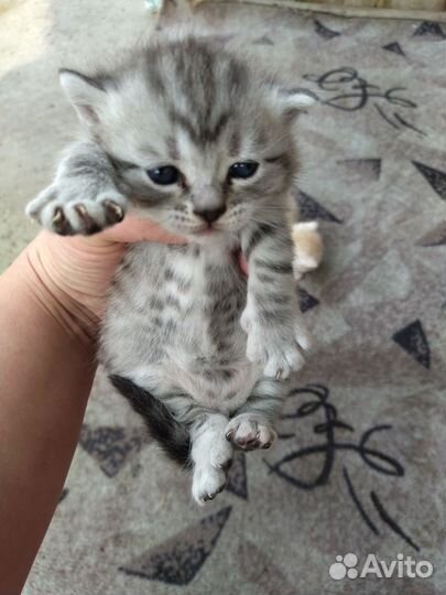Кошка в дар бесплатно