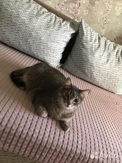 Передержка котов/кошек на время отпуска