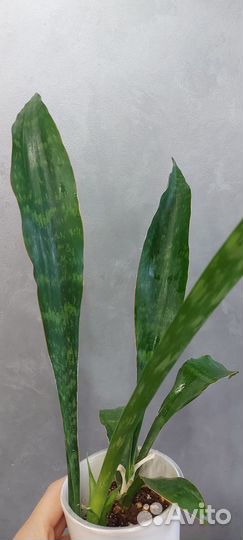 Сансевиерия