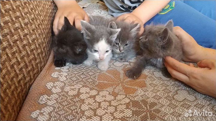 Котята в добрые руки