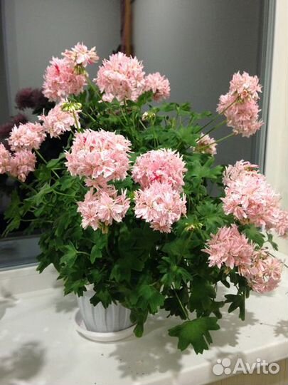 Пеларгонии махровые зональные и душистые
