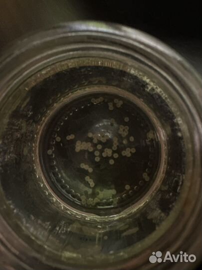 Коридорас икра