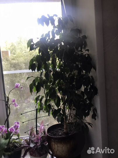 Фикус бенджамина большой