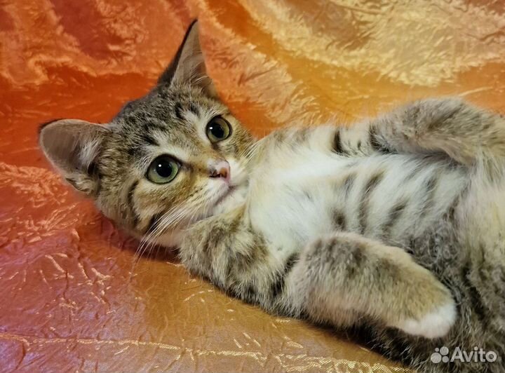 Нежный котёнок с ладошку