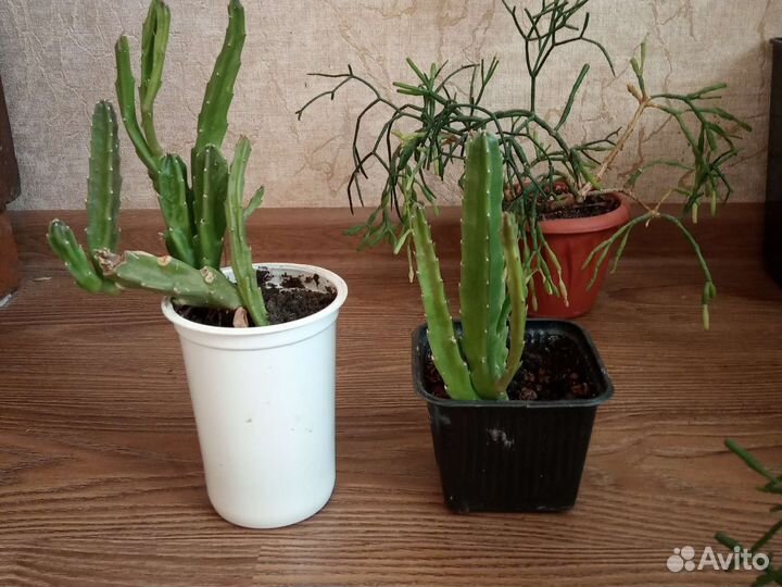 Суккуленты