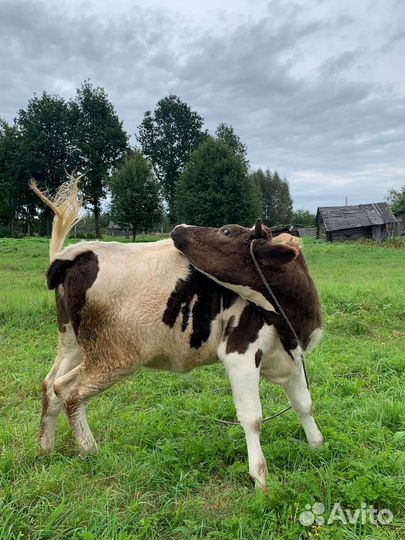Племенная телка 1,5 года
