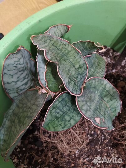 Сансевиерия кирки сильвер блю