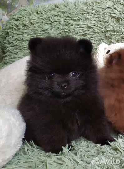 Щенки шпица померанцы медвежата