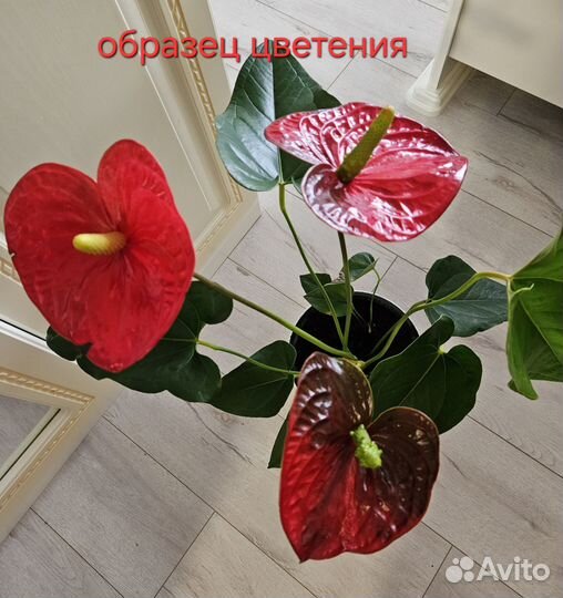 Антуриум Red Queen